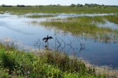 Fort Lauderdale (Port Everglades) Everglades Tour cruise excursion